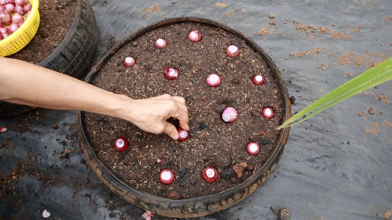 Growing onions in containers