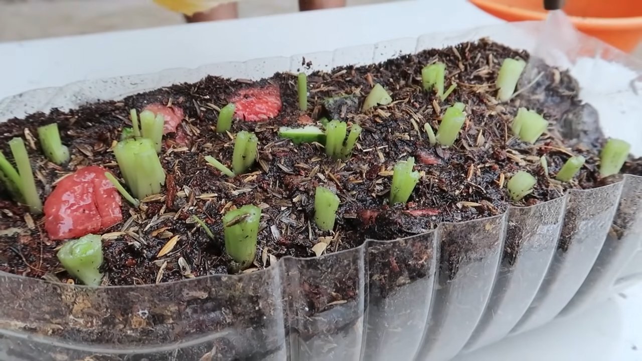 Grow Juicy Celery Fast
