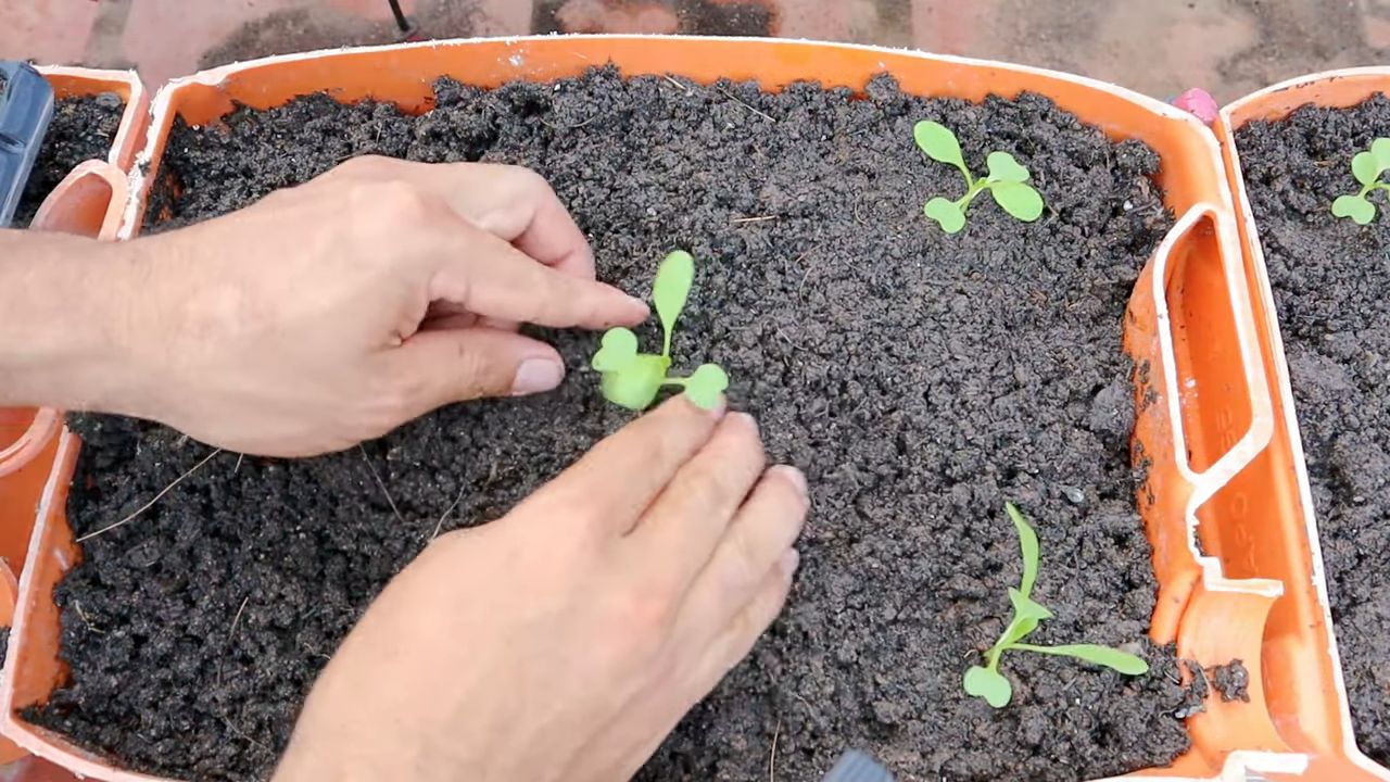 Indoor Bok Choy Growing