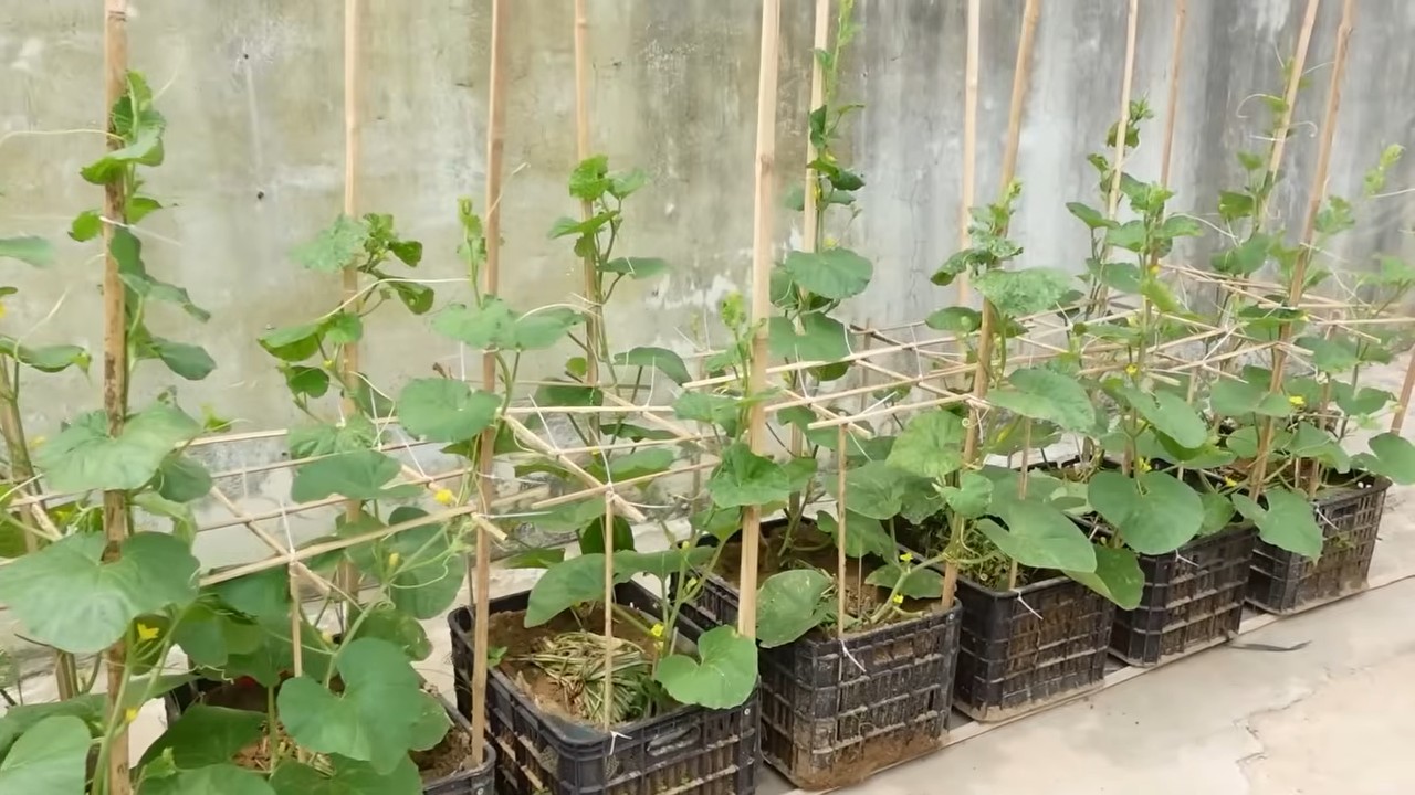 Grow sweet melons easily