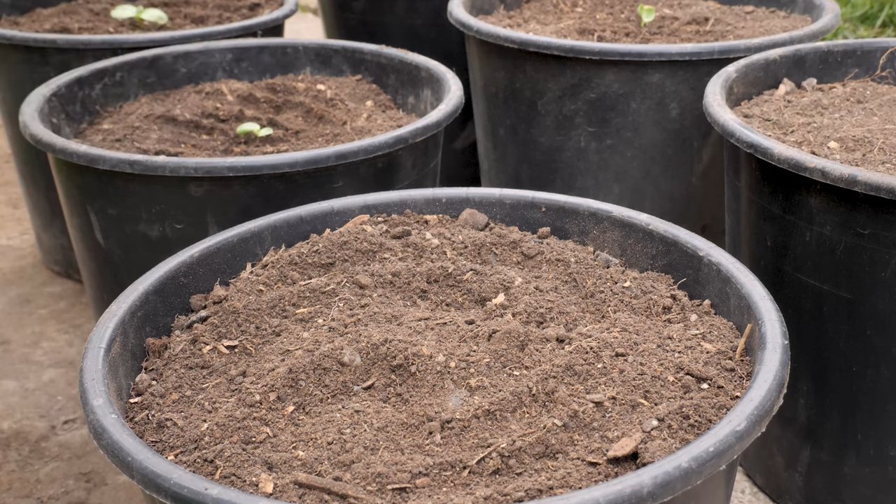 Grow Sunflowers Small Spaces