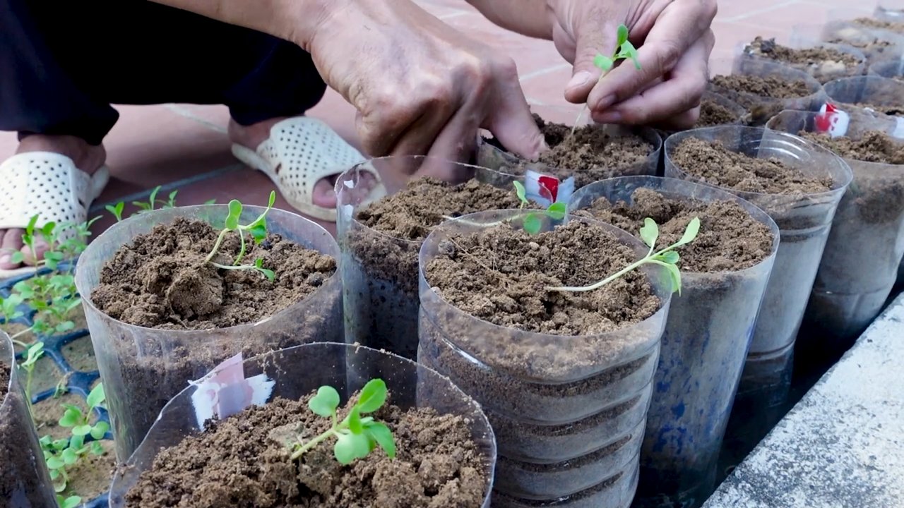 Yardless gardening success