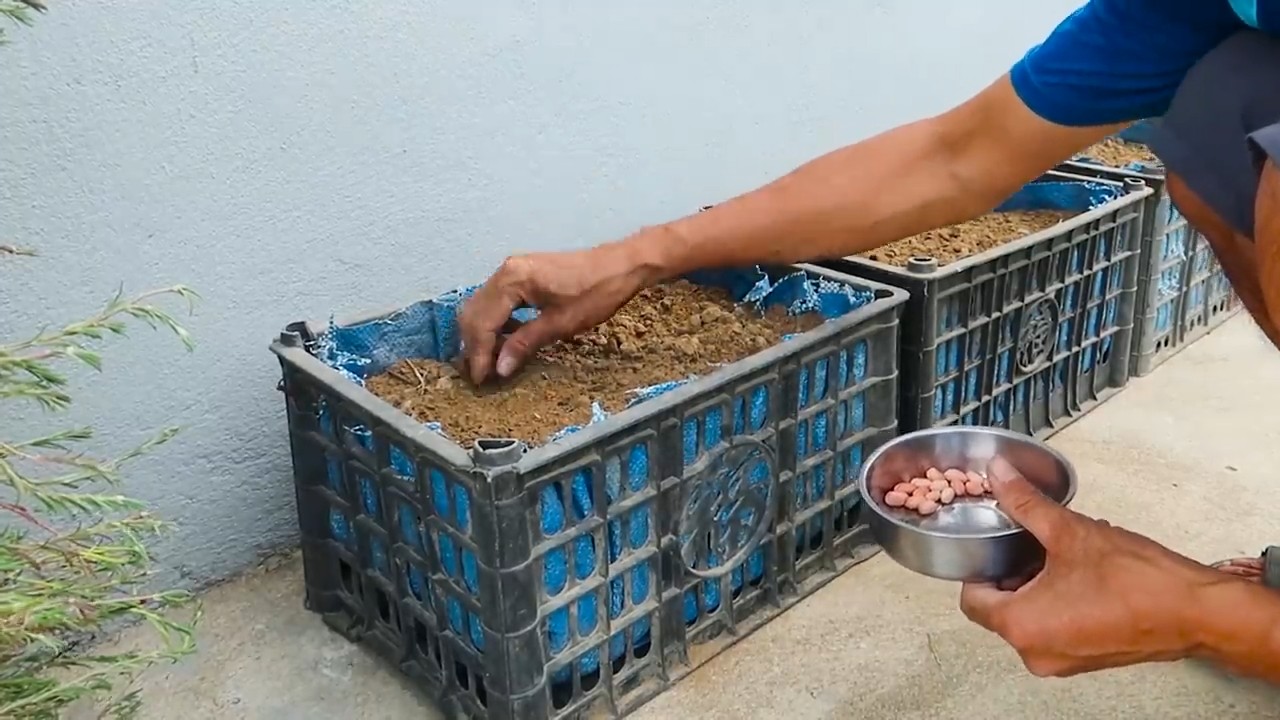 Harvesting peanuts no yard