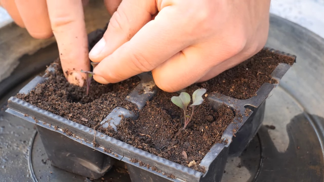 Red Cabbage Bucket Growing
