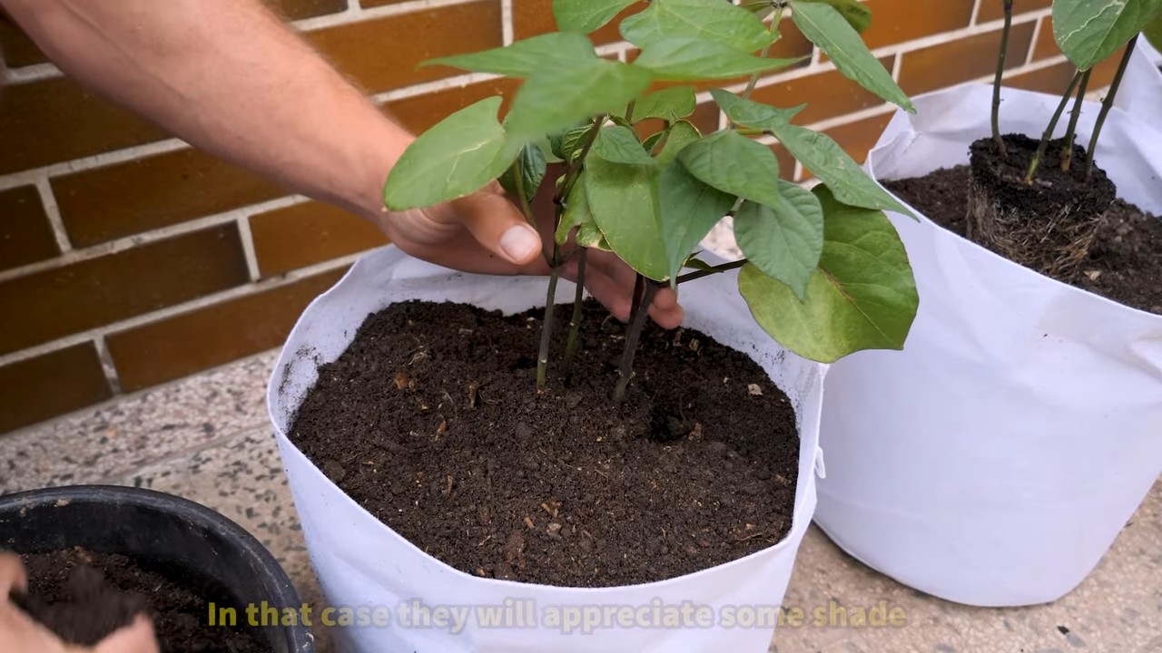 Growing Bush Beans Small Spaces