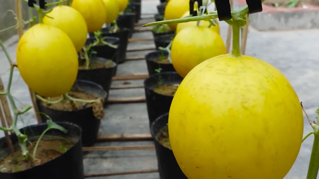 Grow bigger sweeter melons