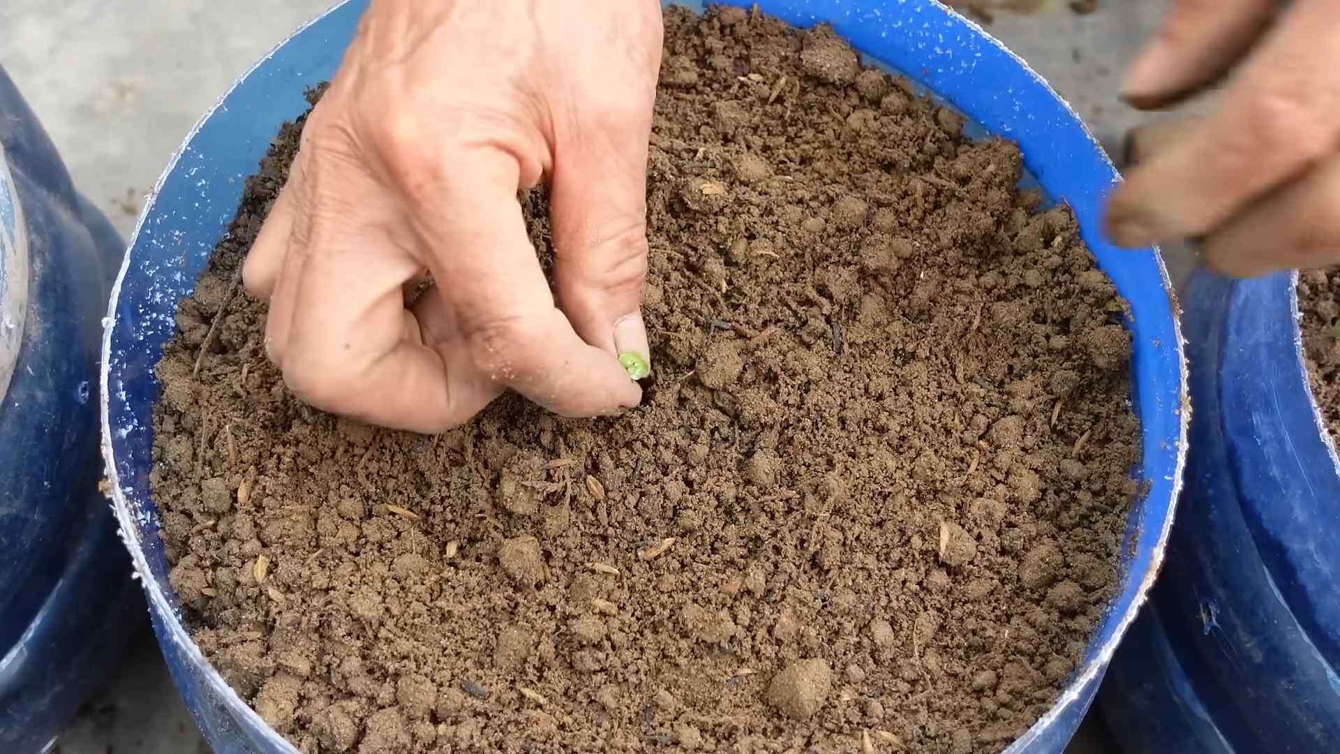 Backyard Napa Cabbage Growing
