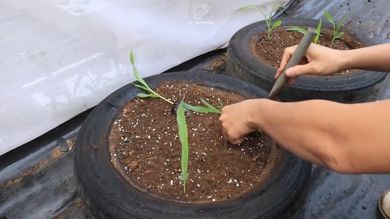 Growing Black Corn Pots