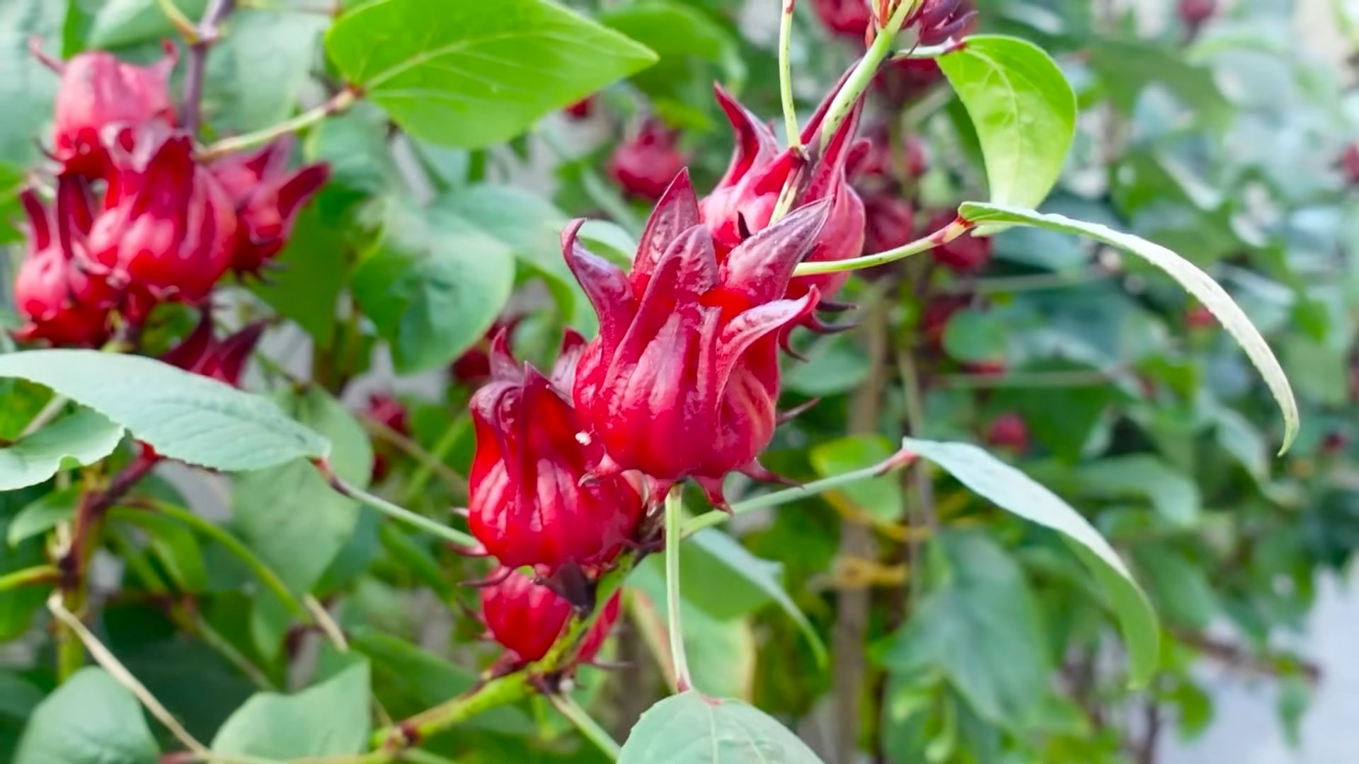 Nonstop Hibiscus Blooms Hack