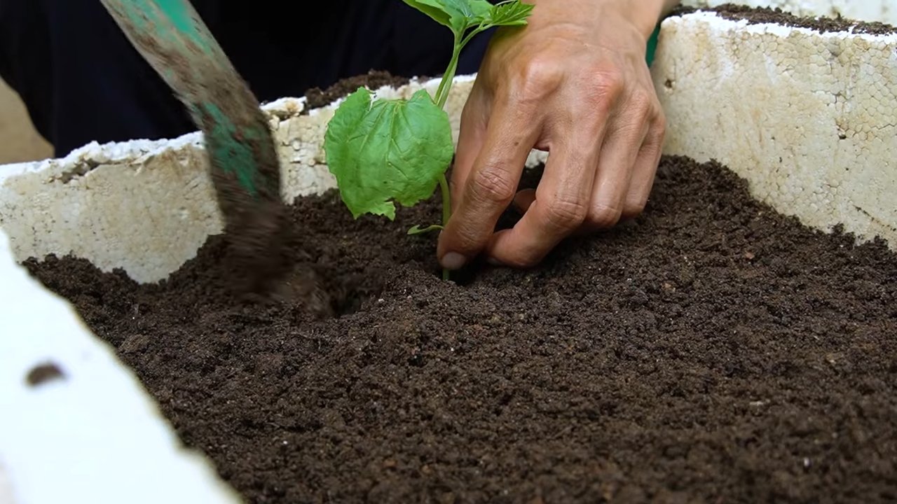 Grow Bitter Gourd Home