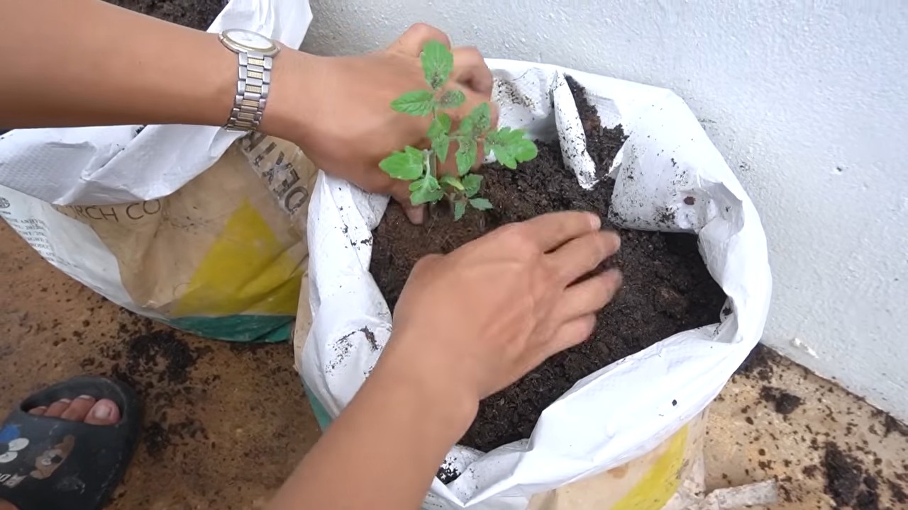 Tomato growing routine