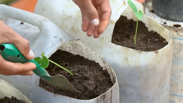 Grow tomatoes indoors