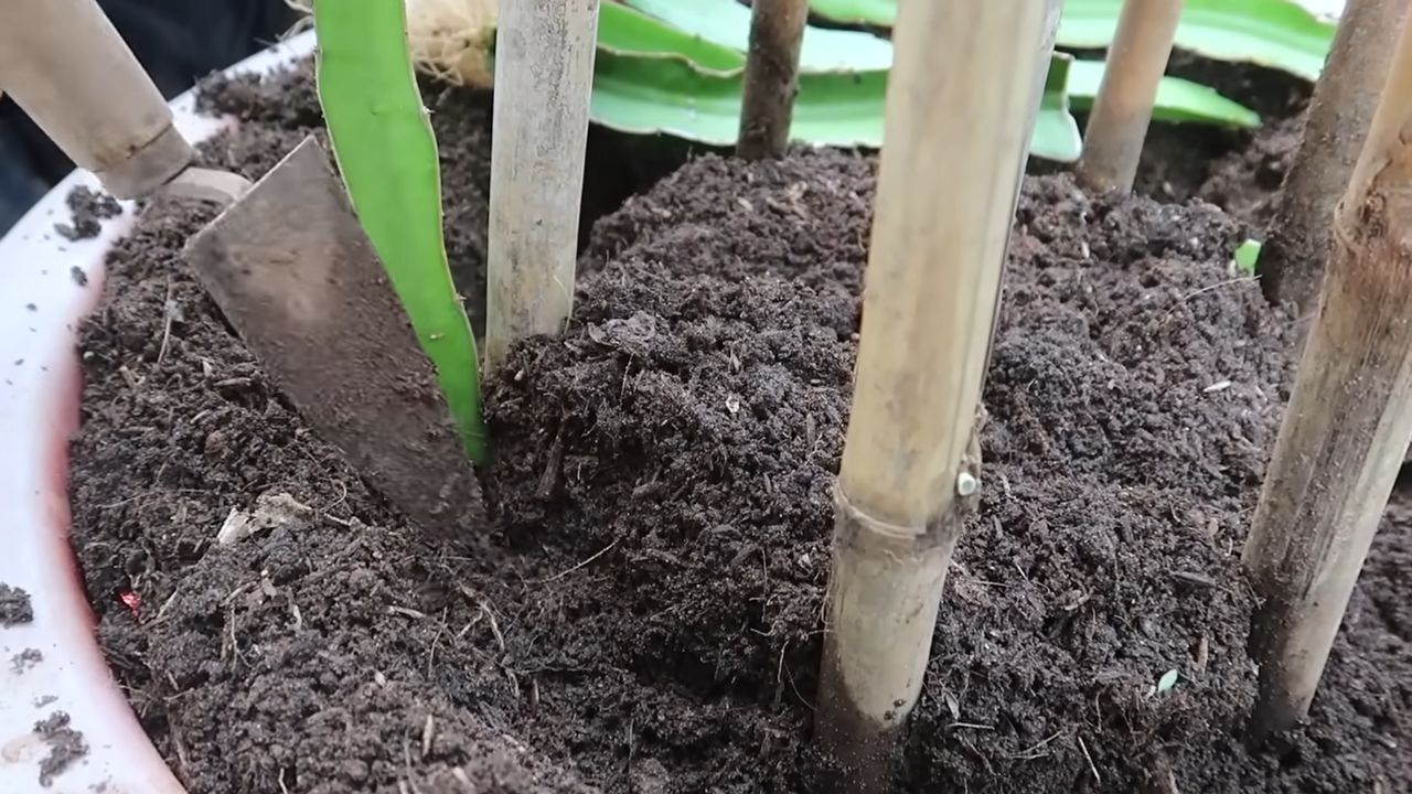 Grow Red Dragon Fruit Home