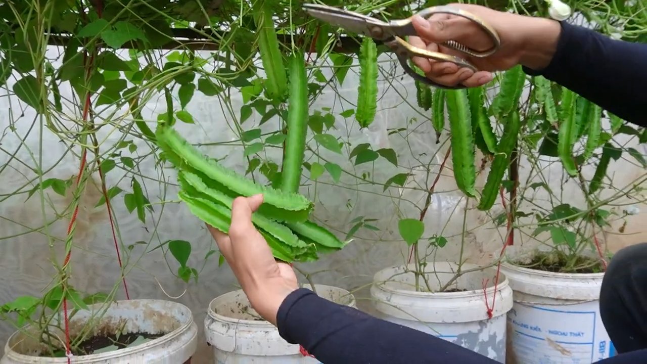 Growing winged beans
