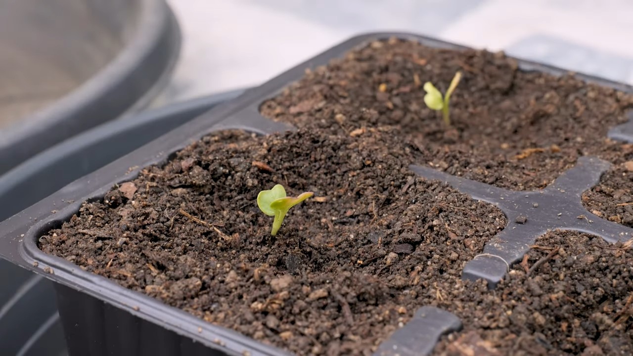 Grow Romanesco Cauliflower in Pots