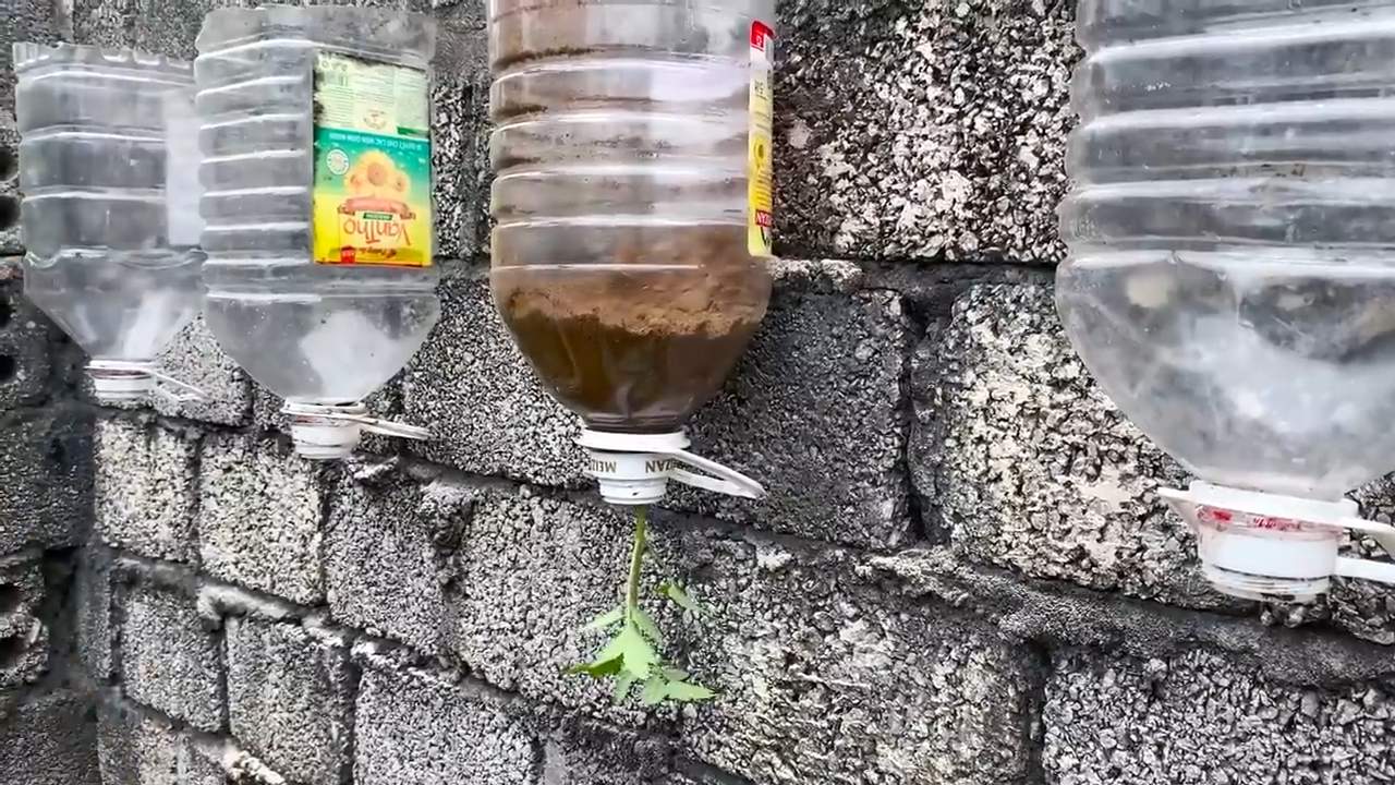 Indoor tomato growing