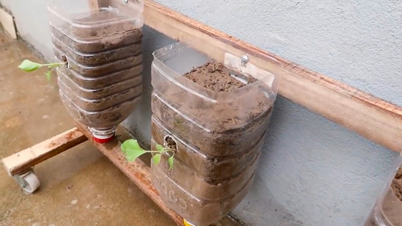 Effortless eggplant growing
