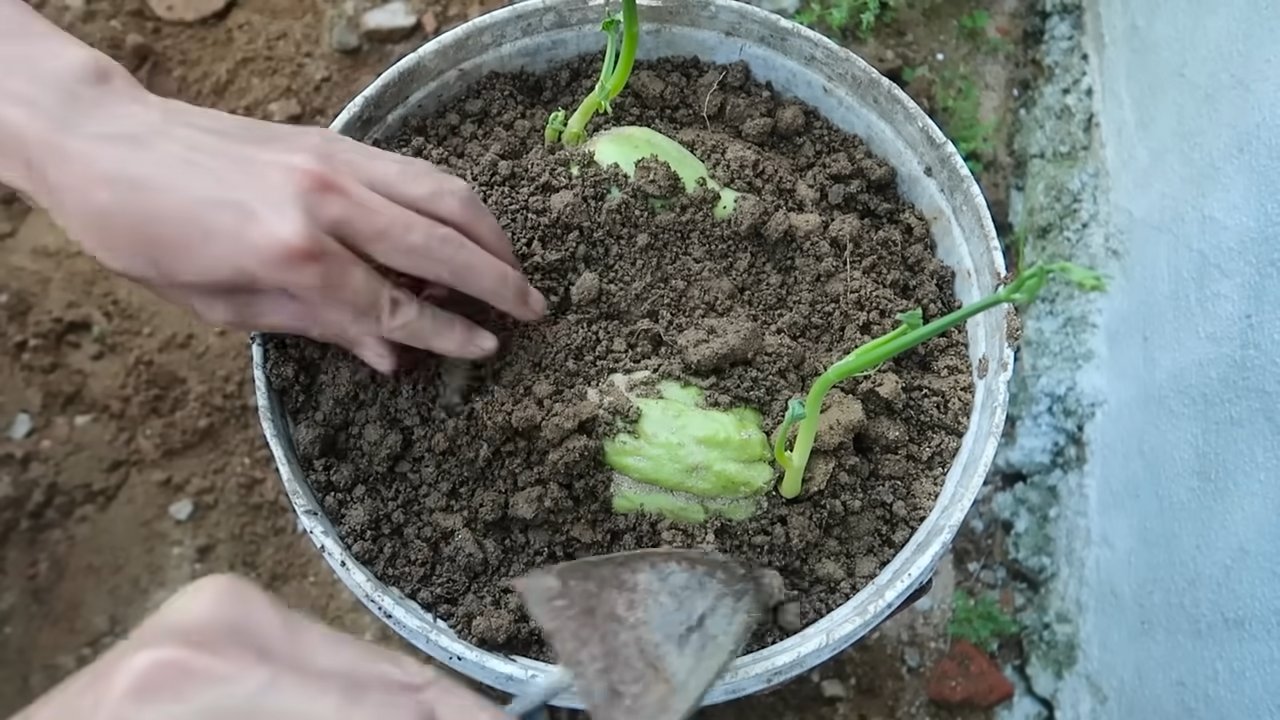 Boost Chayote Harvest