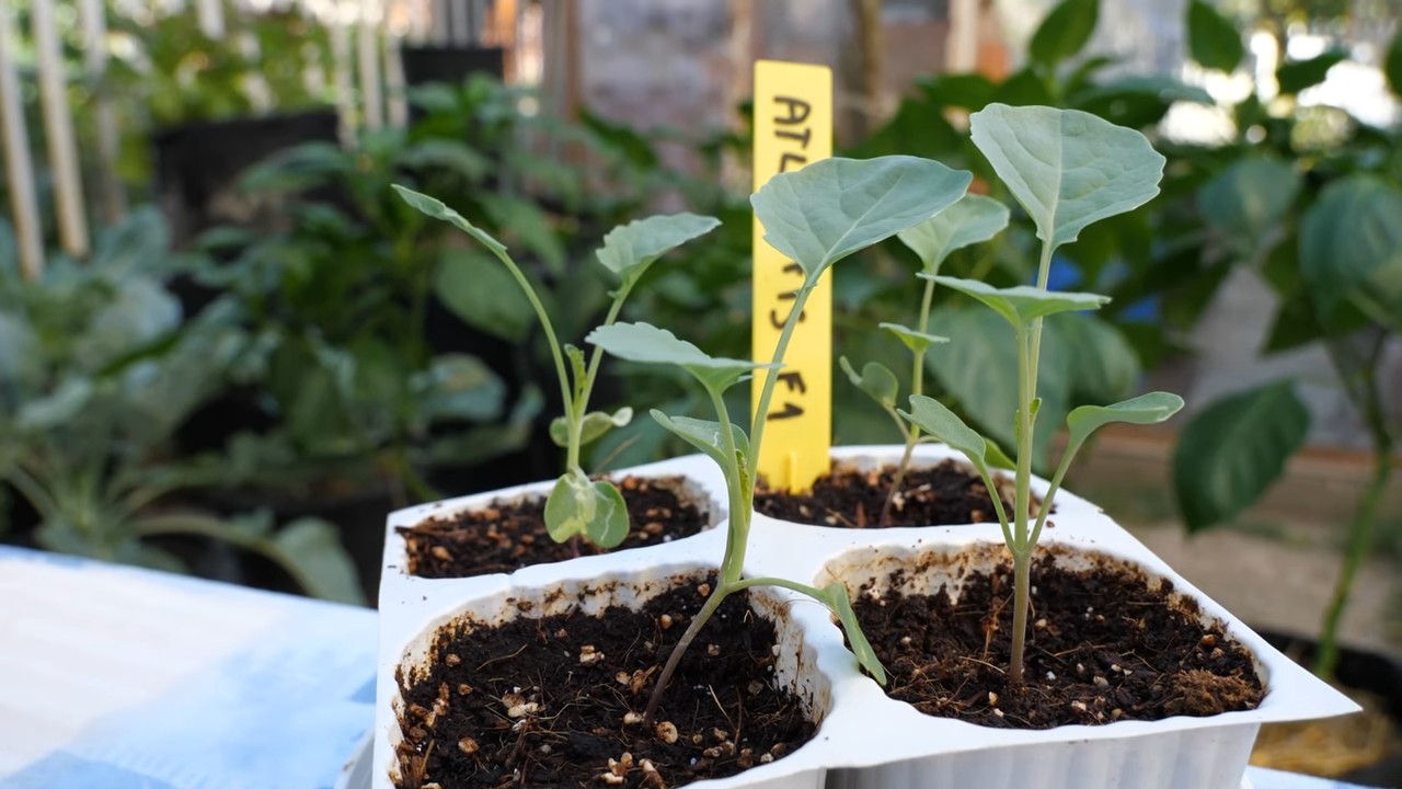 Broccoli Planting Weekly Harvest