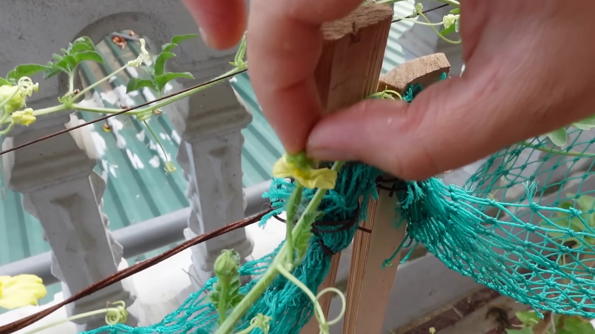 Growing Watermelons for Beginners