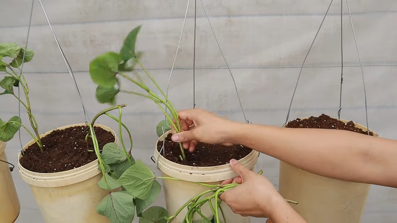 Sweet Potato Tower DIY