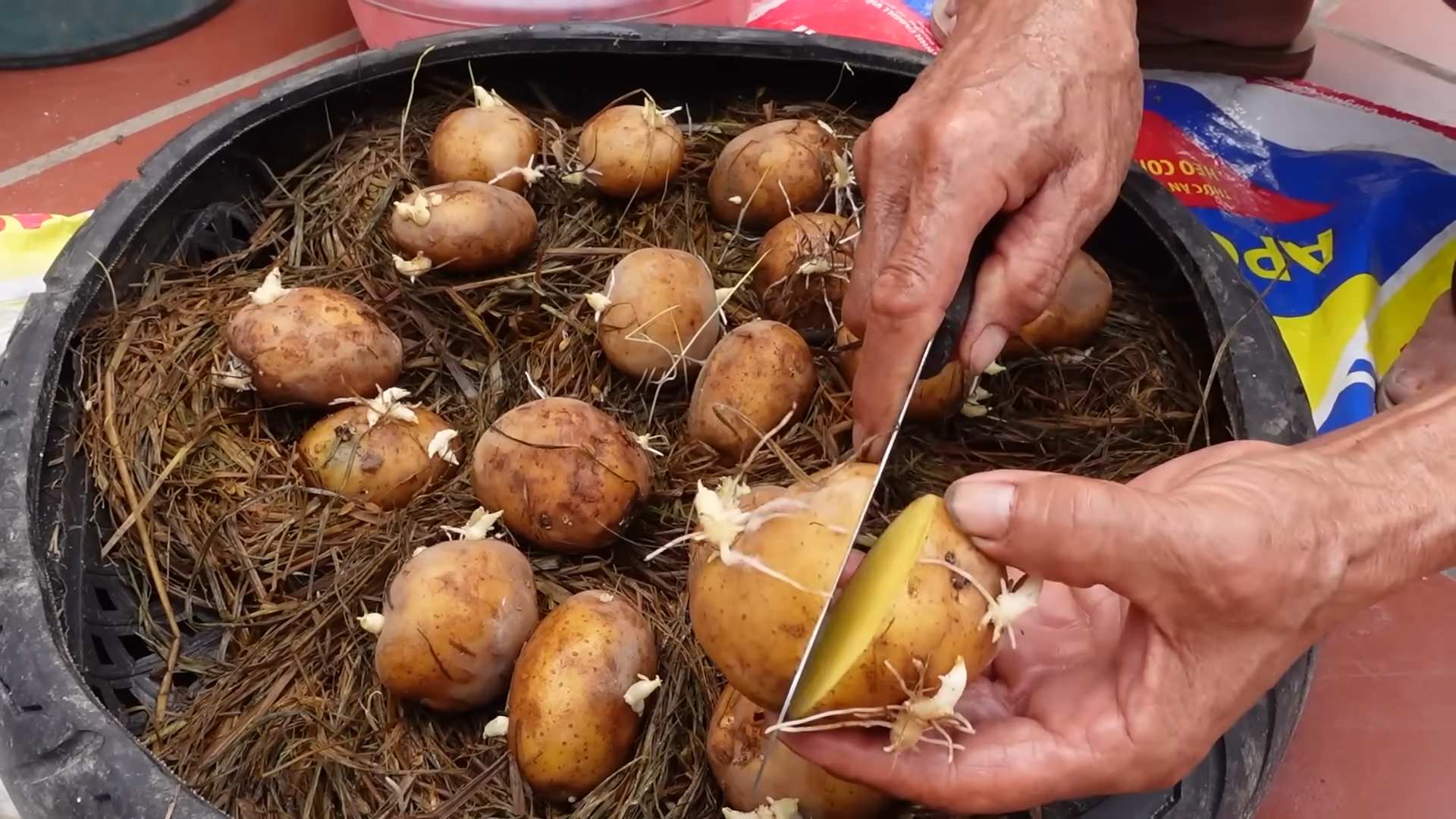 Potato storage trick