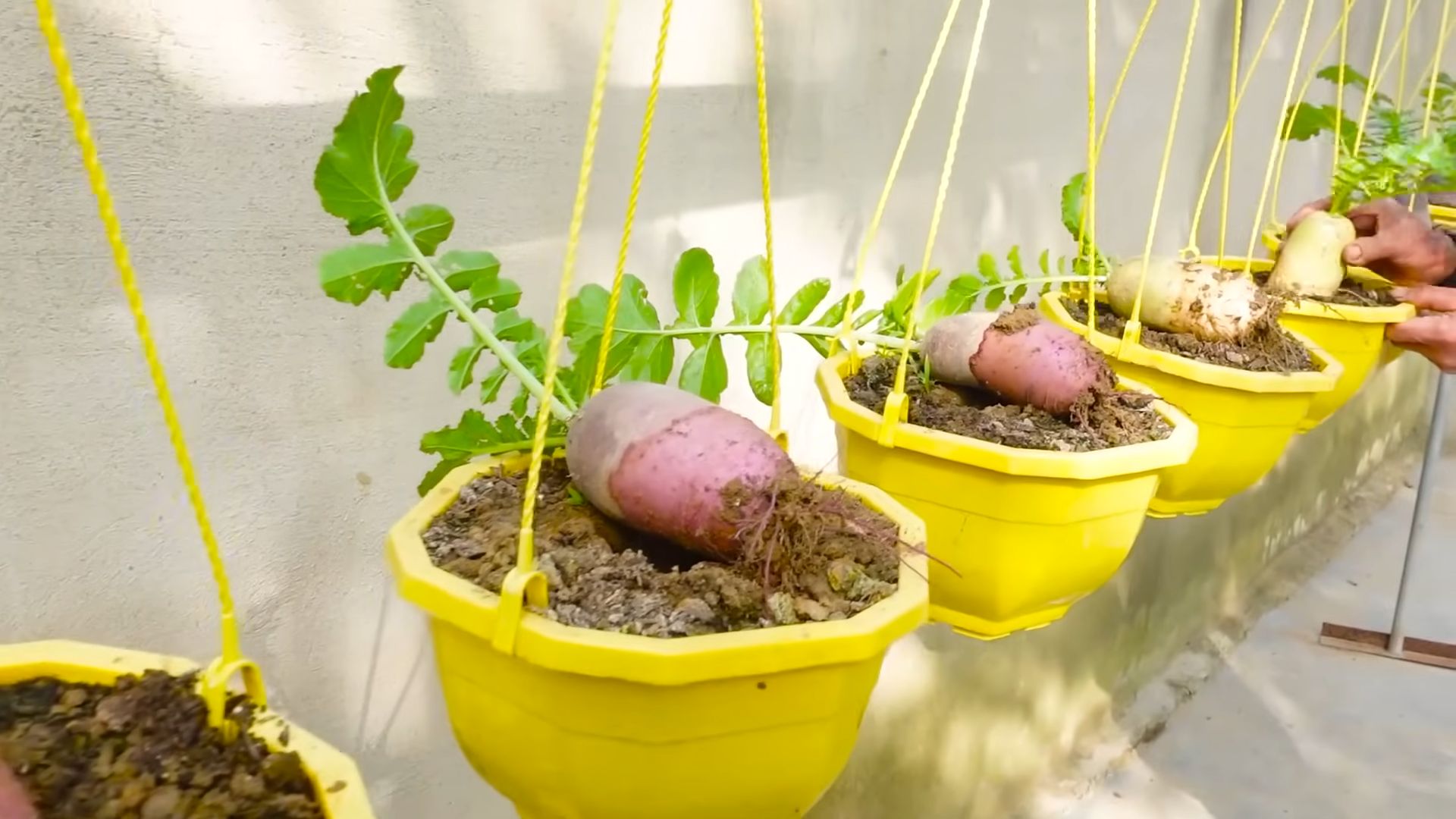 Radish Growing for Beginners