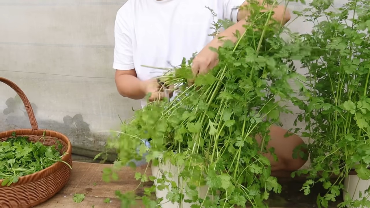 Growing Coriander in Buckets