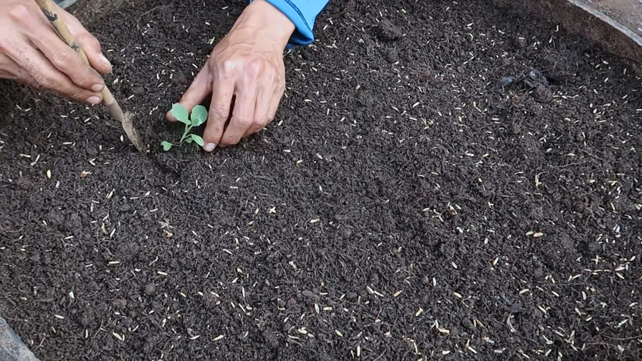 Grow cabbage quickly