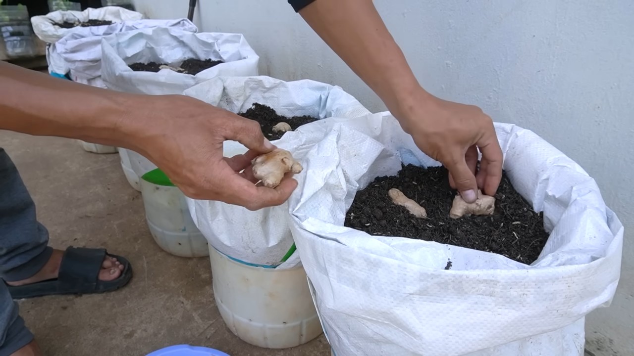 Grow Ginger in a Small Garden