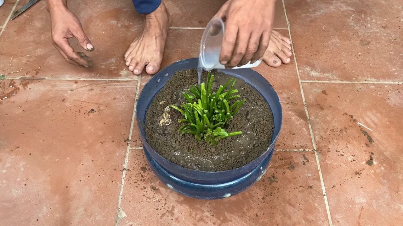 Grow Celery at Home