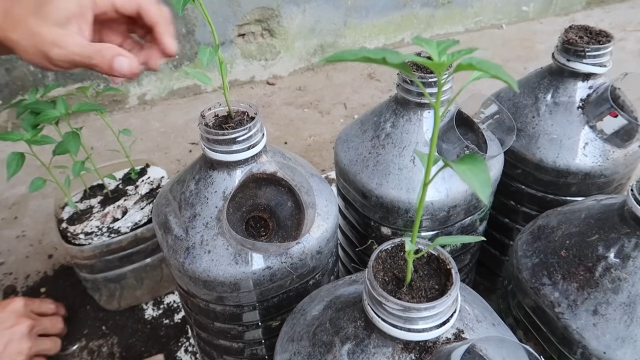 Pepper bottle garden