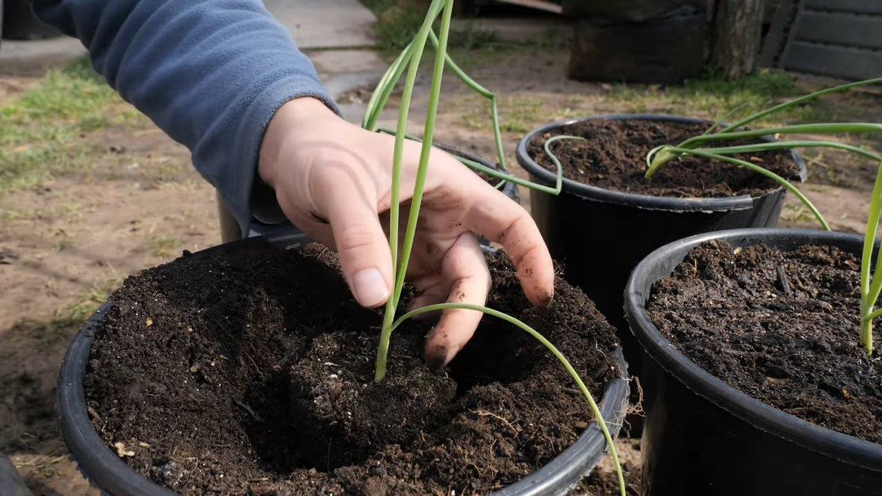 Growing Onions in Containers