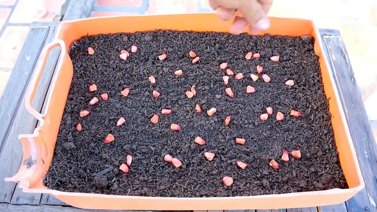 Container corn growing