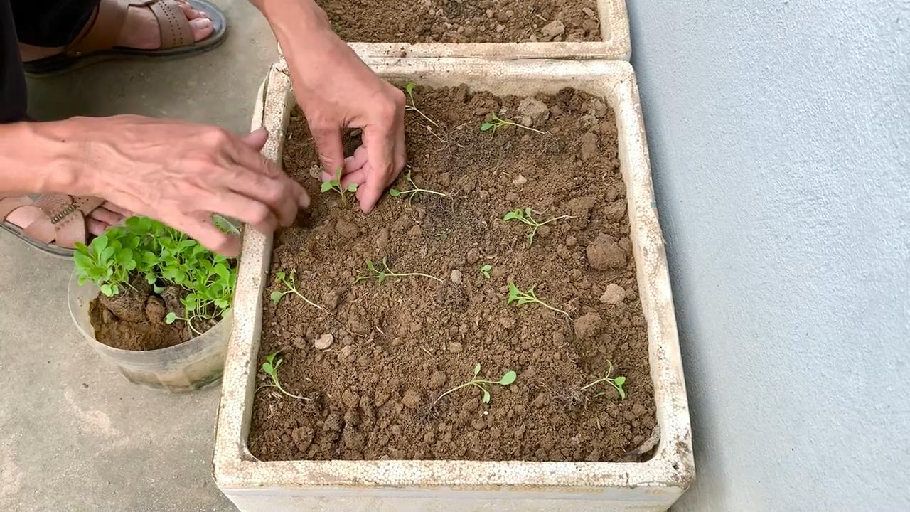 Styrofoam Box Bok Choy