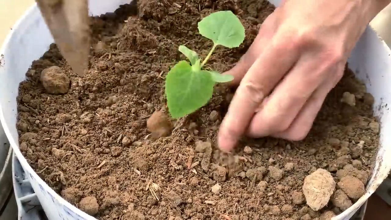 Grow Sweet Melons at Home