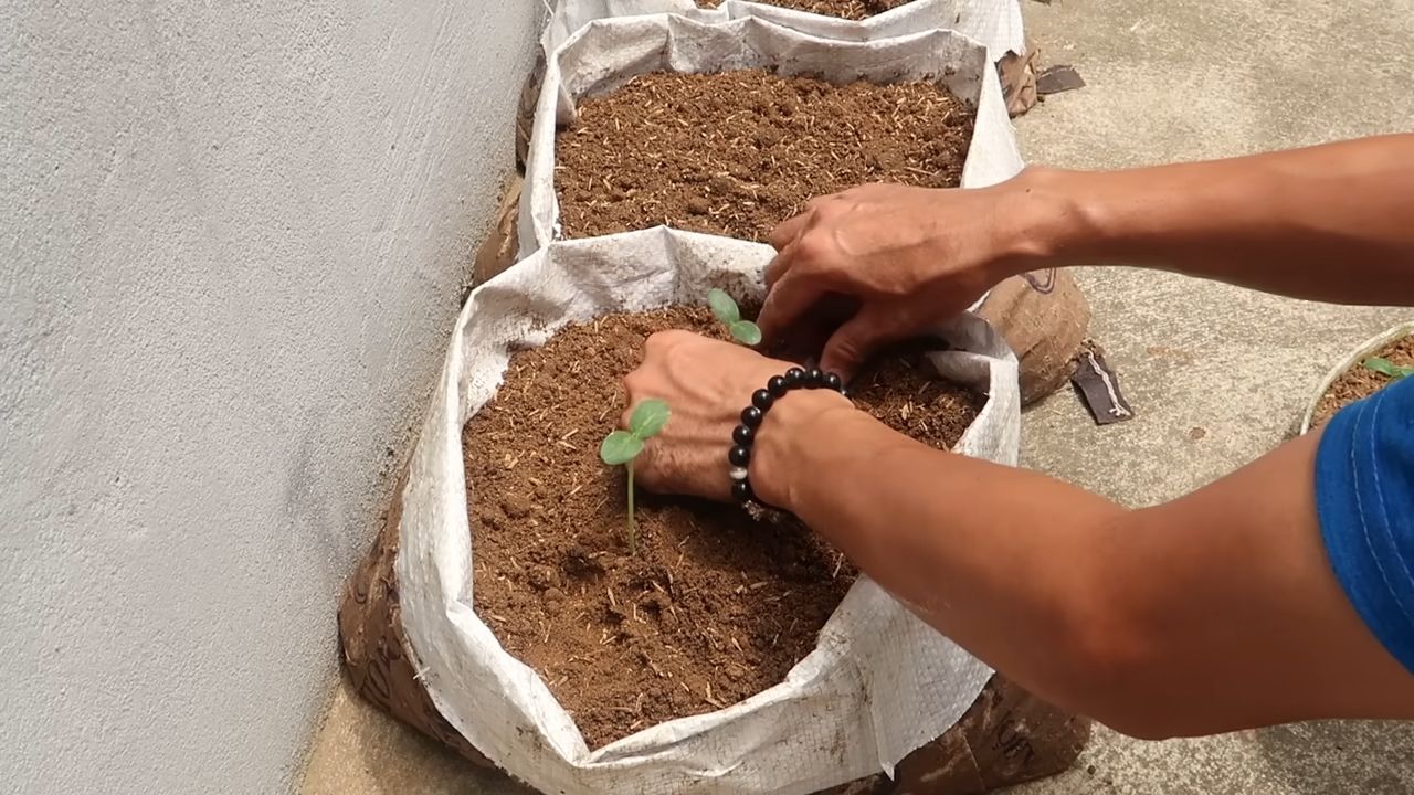 Grow Cucumbers Indoors Easily