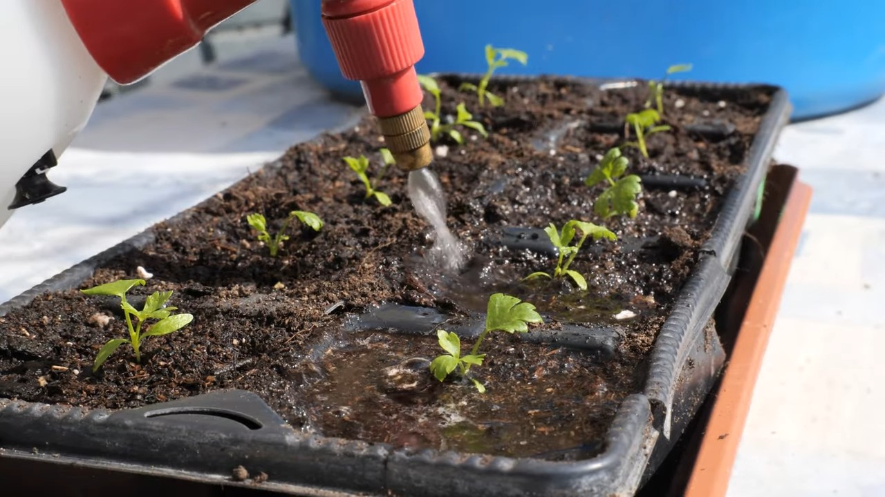 Celery container gardening tips