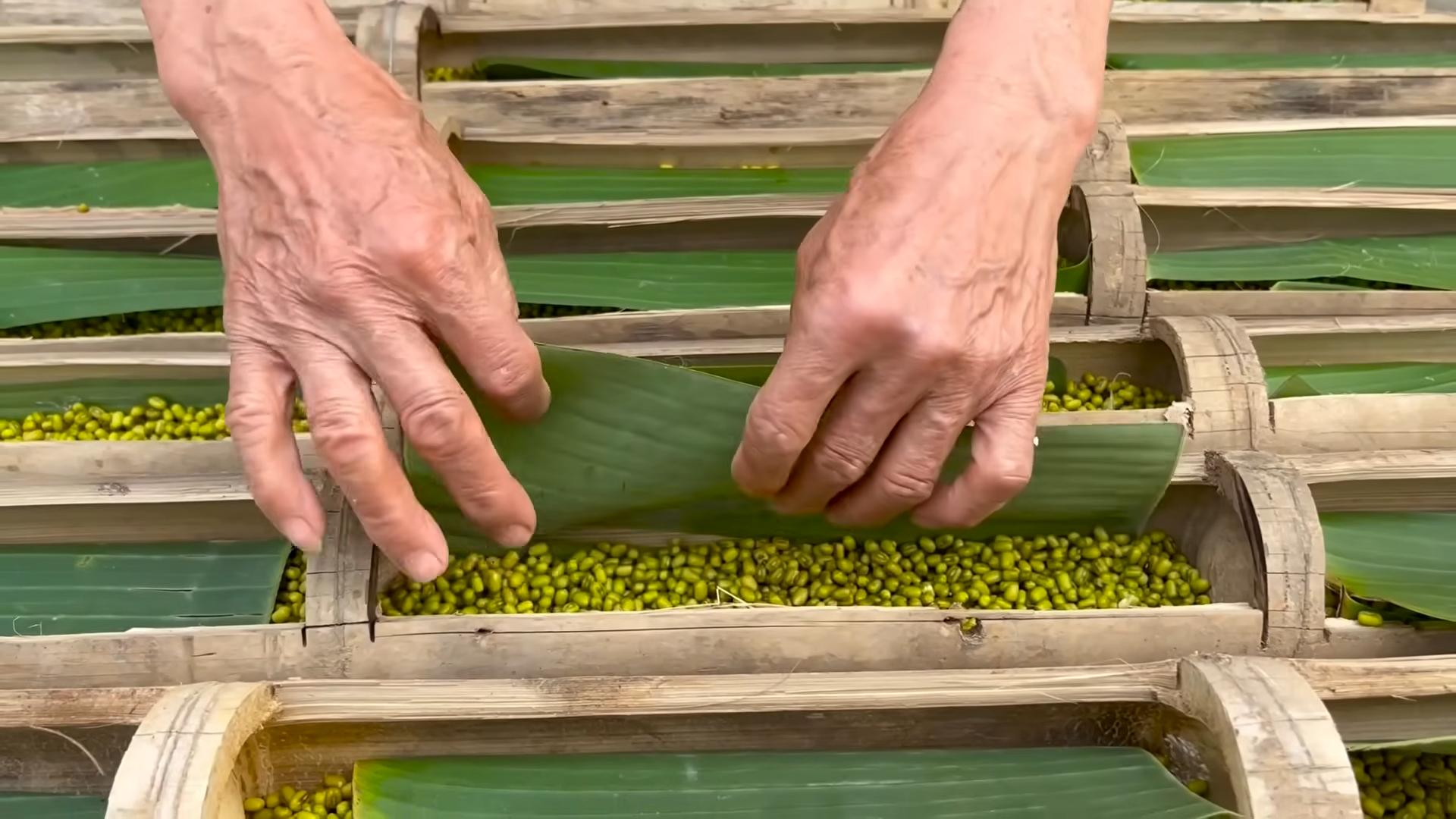 Bean Sprouts Growing Beginners