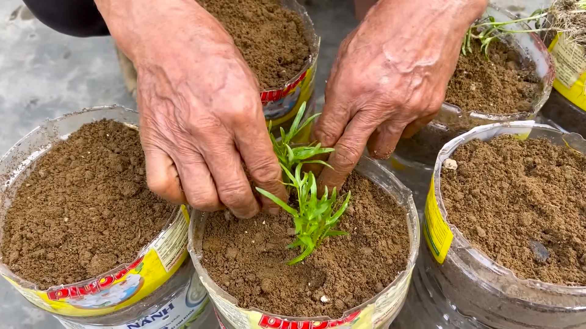 Growing water spinach easily