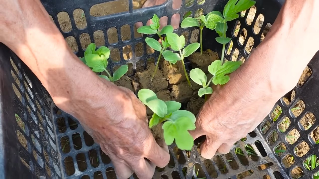 Growing Watermelons Easy Guide