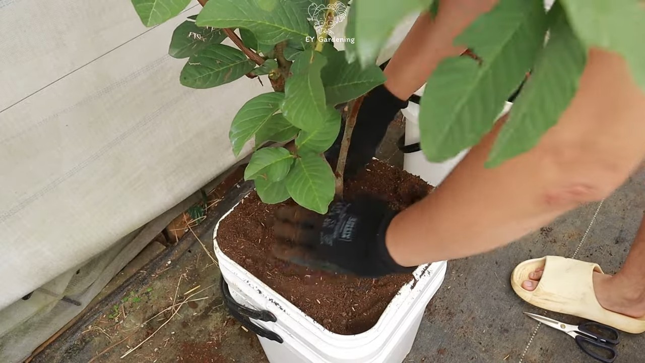 Rooftop Guava Tree Care