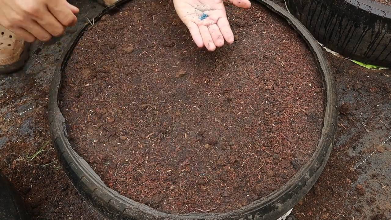 Grow baby carrots easily