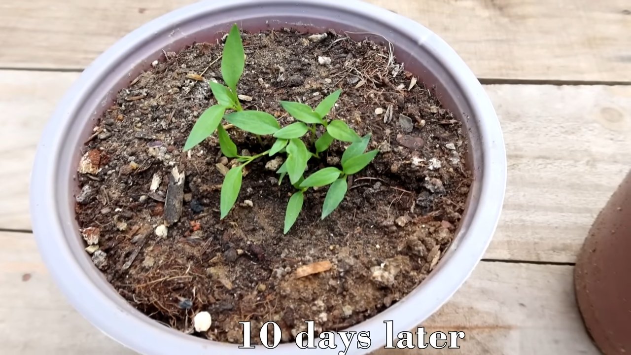 Chili plant propagation easy way