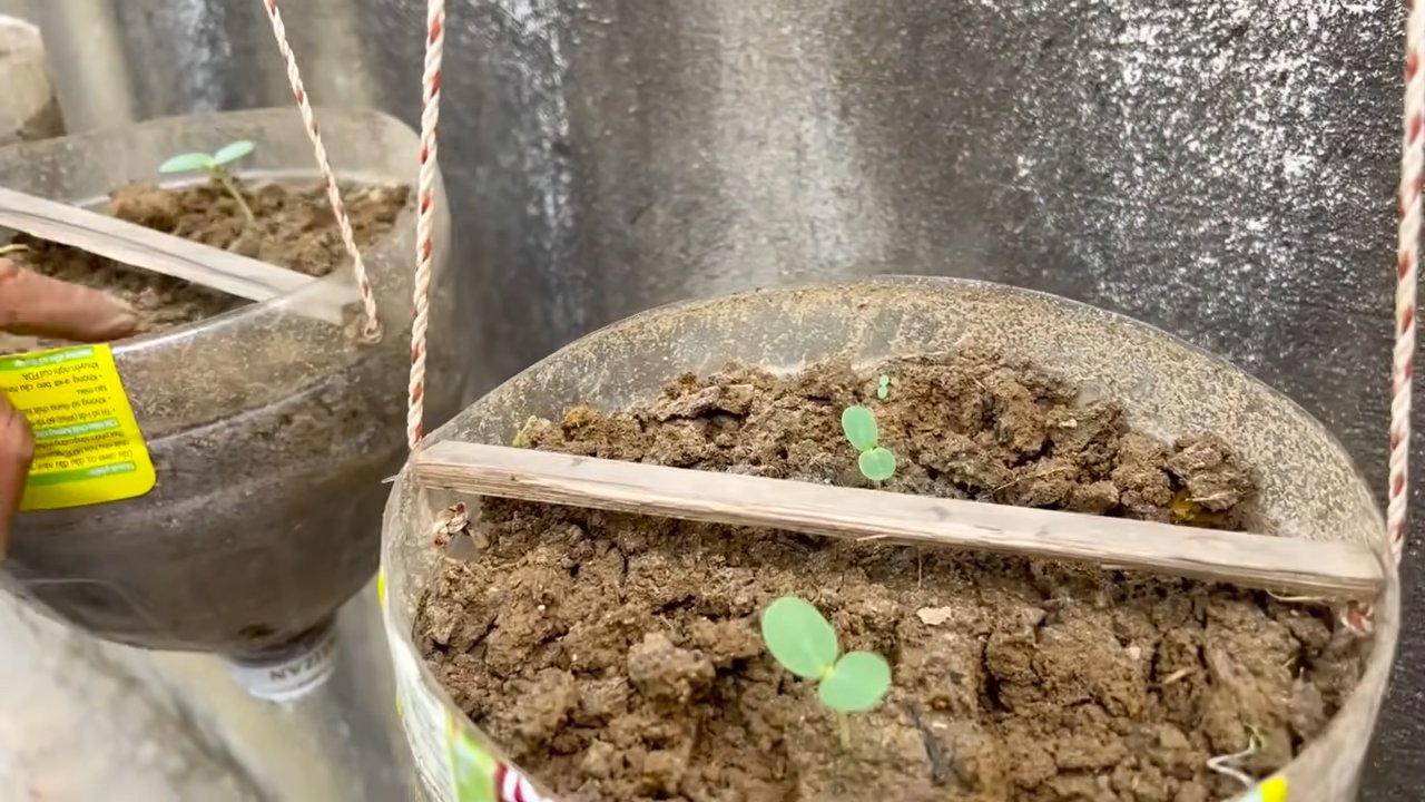 Boost Melon Harvest