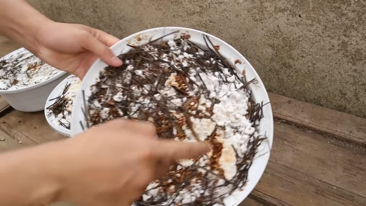 Grow mushrooms in a bowl