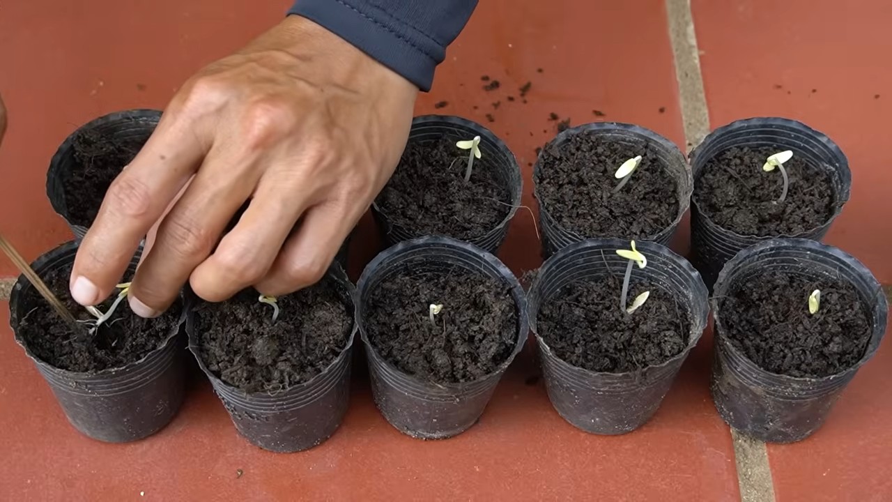 Grow Giant Cucumbers