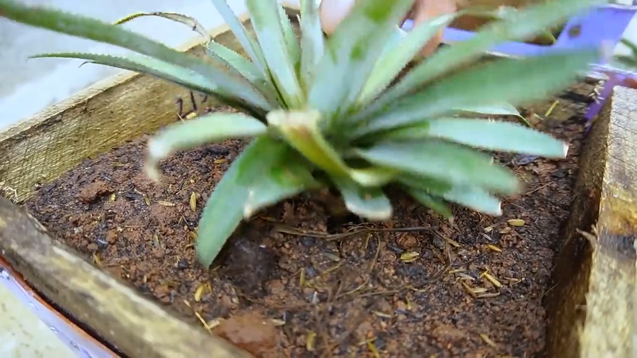 Growing Pineapples in Chairs