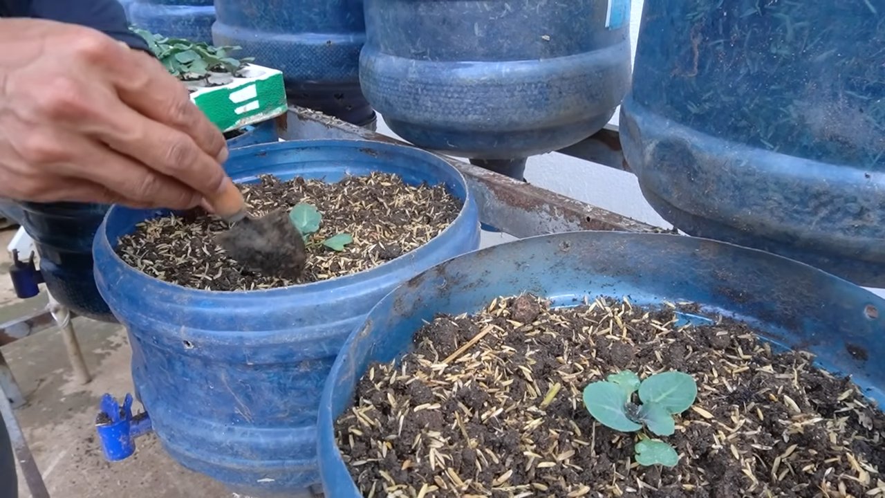 Kailan Growing Tips