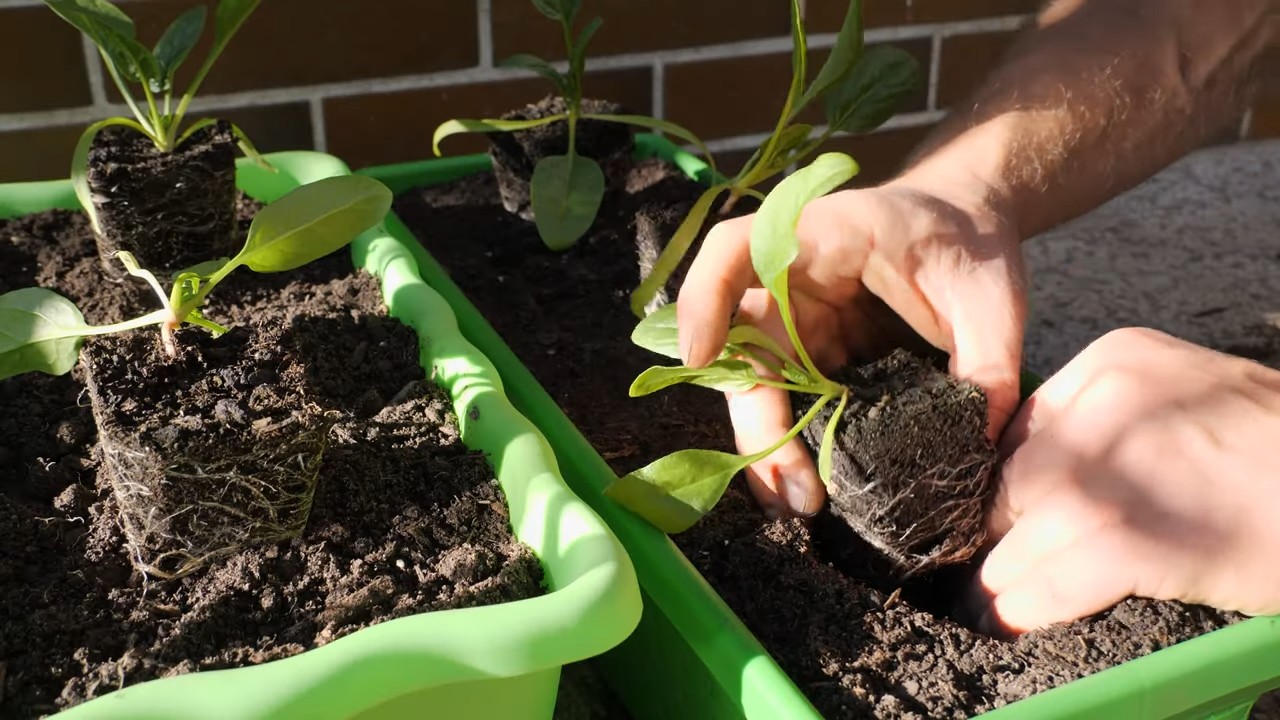 Growing spinach in planters